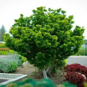 Japanese Maple, Lion's Head