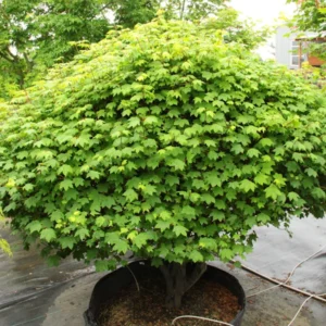 Maple, Little Gem Vine