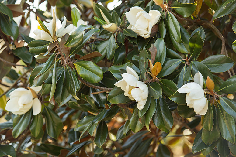 6 Flowering Shade Trees for Color and Comfort - Glover Nursery