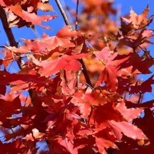 Maple, Main Street Purpleblow or Shantung
