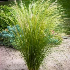 Mexican Feather Grass