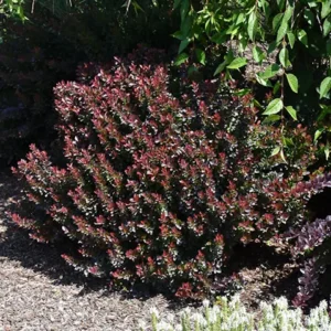 Barberry, Midnight Ruby