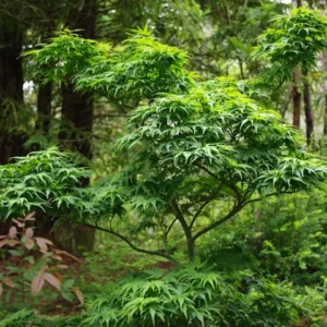 Japanese Maple, Mikawa Yatsubusa
