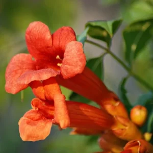 Trumpet Creeper, Minnesota Red