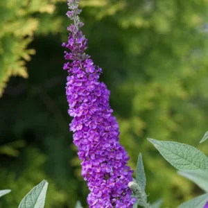 Butterfly Bush, Miss Violet