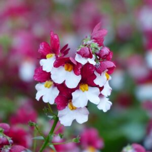 Nemesia