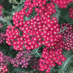 New vintage yarrow