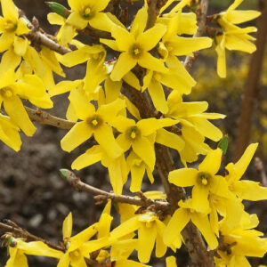 Forsythia, Northern Gold