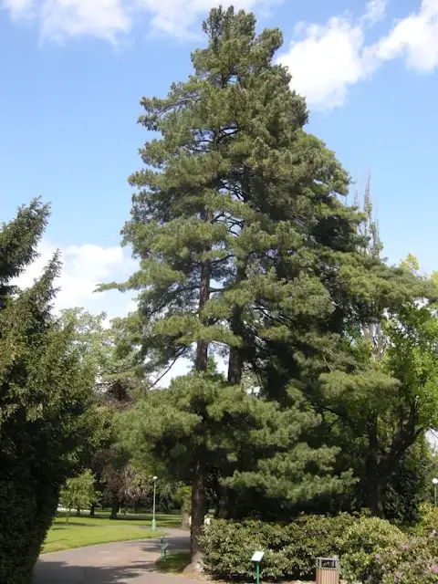 Pine Pacific Blue Macedonian Glover Nursery