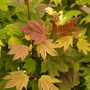 Maple, Pacific Fire Vine