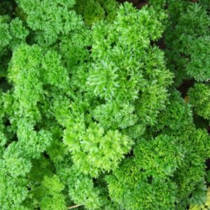 Parsley