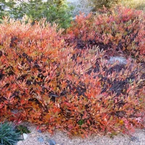 Western Sand Cherry, Pawnee Buttes