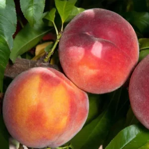 Peach, 5 in 1 Combination