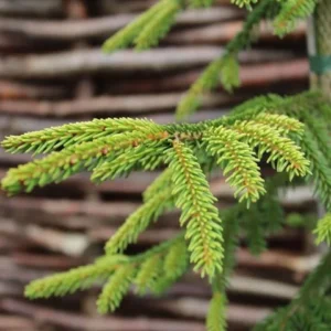 Spruce, Gold Tip Oriental Spruce