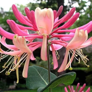 Honeysuckle, Pink Lemonade