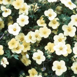 Potentilla, Katherine Dykes