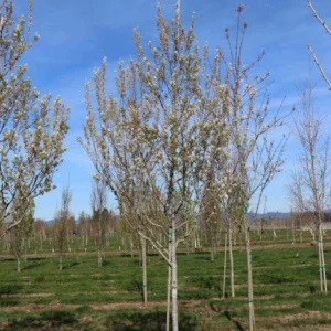 Serviceberry, Rainbow Pillar
