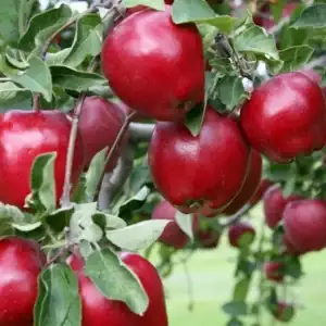 Apple, Red Delicious
