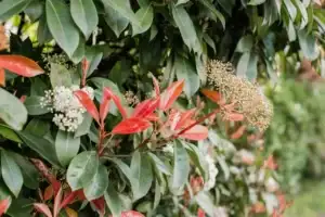 Red Tip Photinia