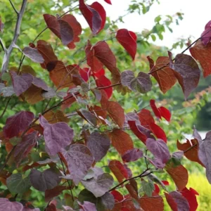 Redbud, Midnight Express