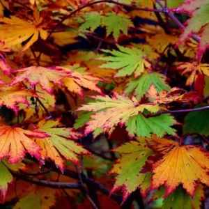 Maple, Rising Sun Full Moon