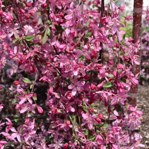 Crabapple, Royal Beauty