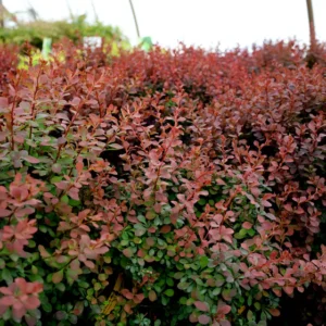 Barberry, Royal Burgundy
