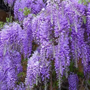 Wisteria, Royal Purple Japanese