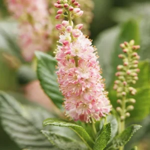 Summersweet, Ruby Spice