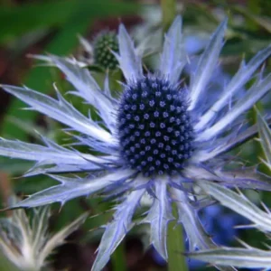 Sea Holly