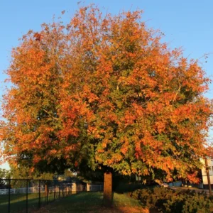 Maple, Sensation Box Elder
