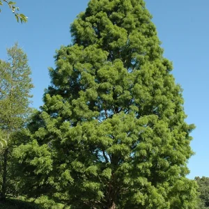 Cypress, Shawnee Brave Bald