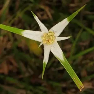 Star Grass