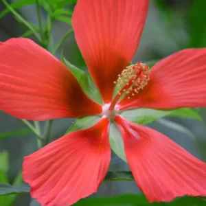 Swamp Mallow