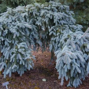 Spruce Colorado, The Blues