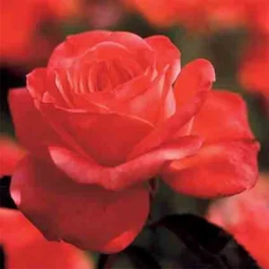 Rose Hybrid Tea, Tropicana