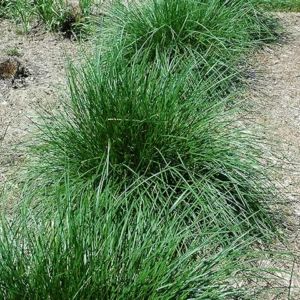 Hair Grass, Tufted Hair Grass