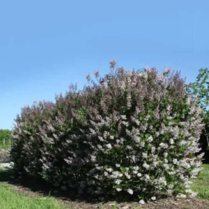 Lilac, Violet Uprising