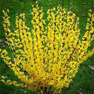 Forsythia, Weekend