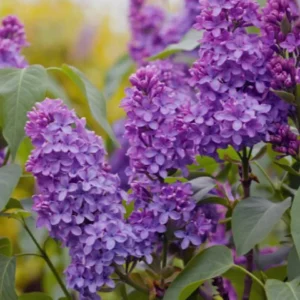 Lilac, Yankee Doodle French