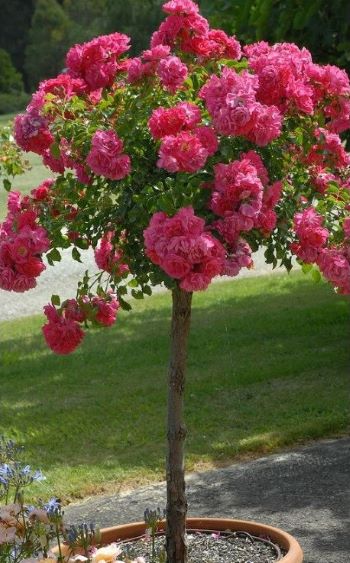 Rose tree