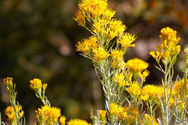 Rubber Rabbitbrush Flowers