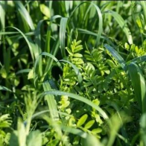Cover Crop foliage
