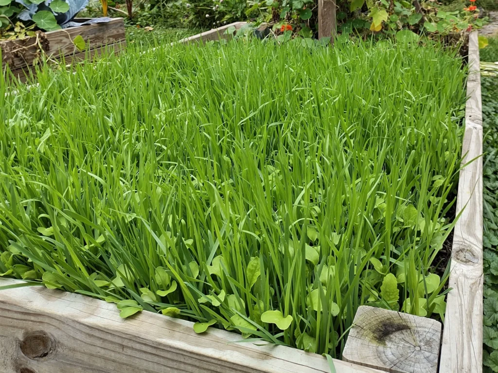 Cover crops in a raised bed