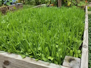 Cover crops in a raised bed