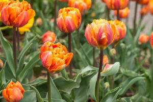 Tulips are best planted in as bulbs in the Fall