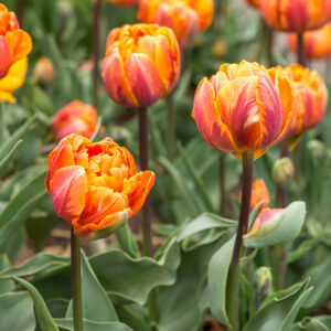 Tulips are best planted in as bulbs in the Fall