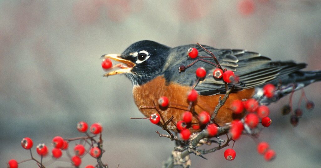 Bird eating persistent Hawthorn tree fruit