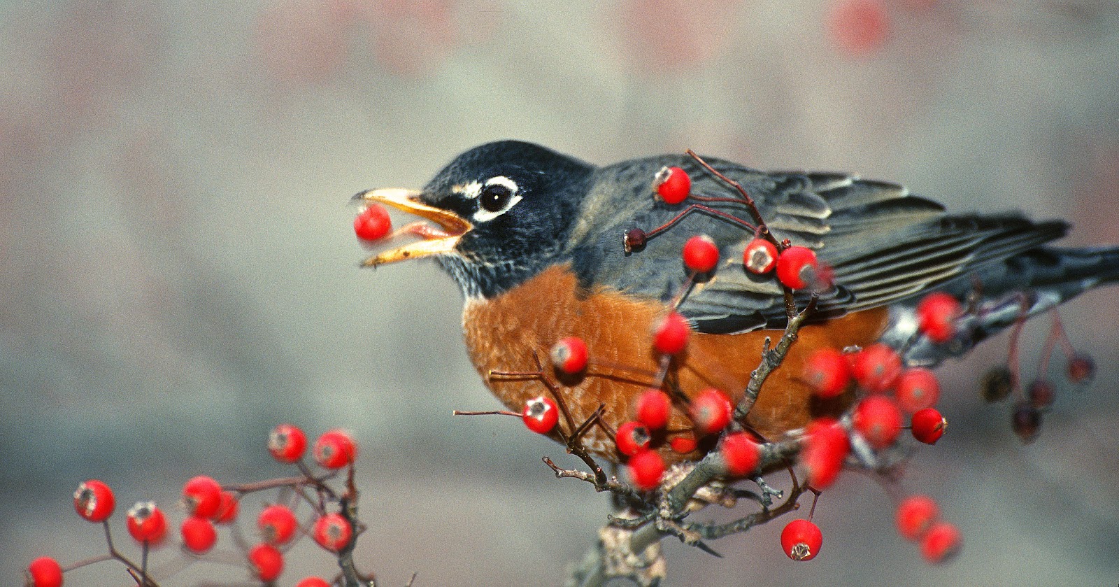 Bird eating persistent Hawthorn tree fruit