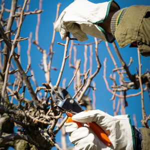 pruning trees with gardening gloves and hand clippers